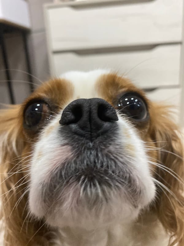Cavalier Spaniel meets strawberries on a quiet indoor afternoon