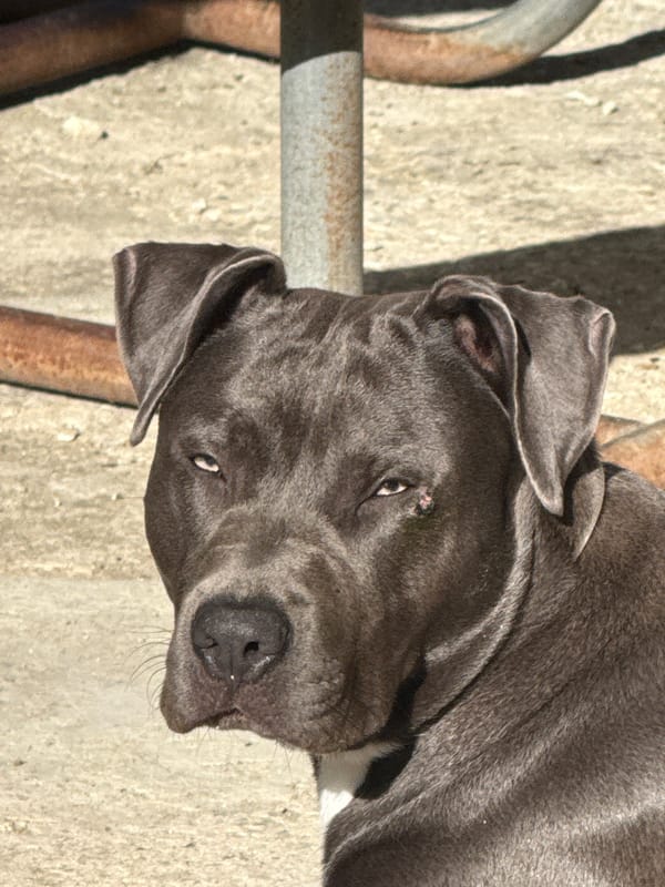 Pit bull and Shar-Pei at home in Zornitsa, Bulgaria