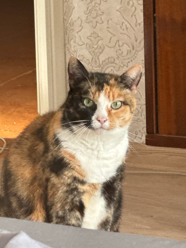 Calico cat and green spaces documented in 12-minute observation