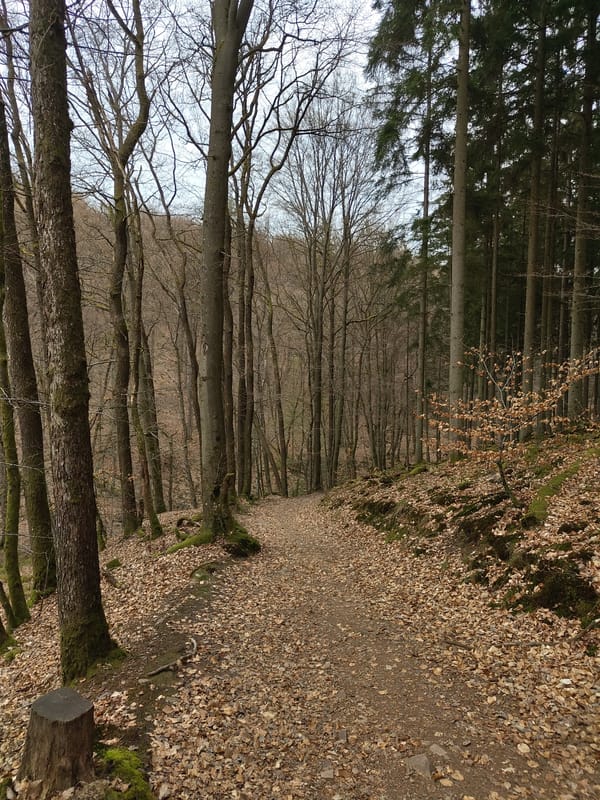 Forest walk documented in Mettlach, Germany over 40 minutes