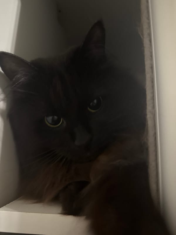 Playful cat explores shelf space in Saint Petersburg apartment