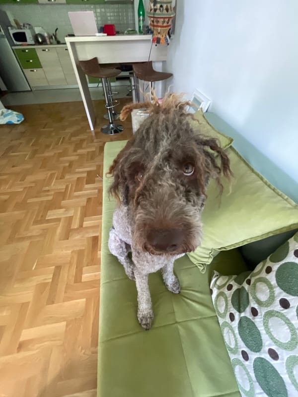 Woman and Lagotto dog spend quiet morning at Boreti home