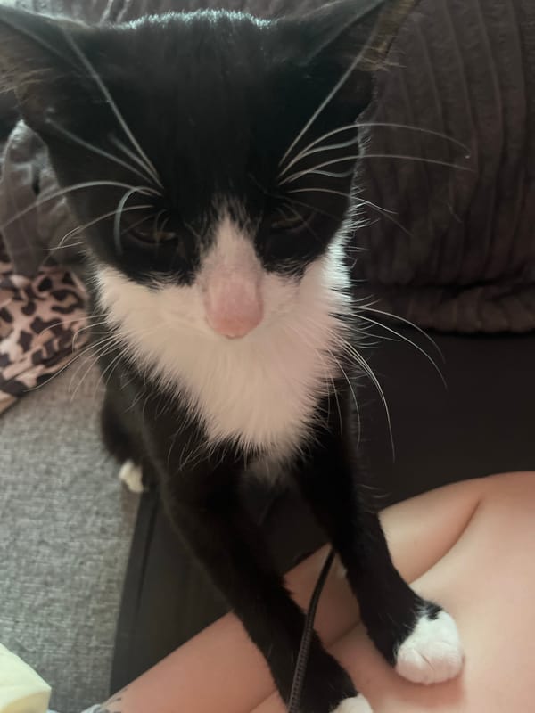 Tuxedo cat sits on tattooed person's lap in Saint Petersburg