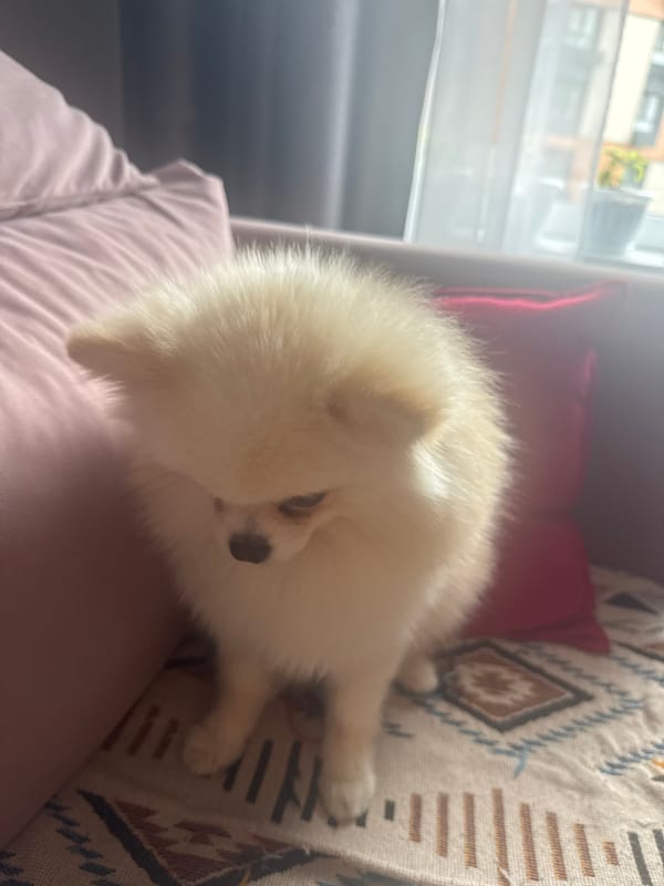 Pomeranian chilling on a patterned rug by a curtained window