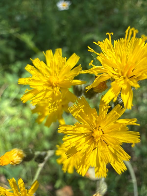 Summer stroll through a birch forest with wildflower close-ups