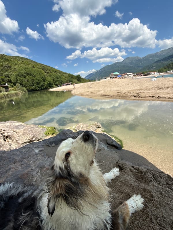 Dog rests on rock overlooking water confluence in Montenegro