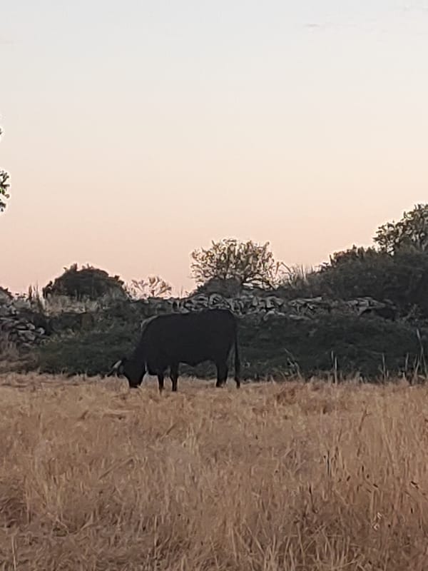 Golden hour over the dry fields and skies of Sobradillo