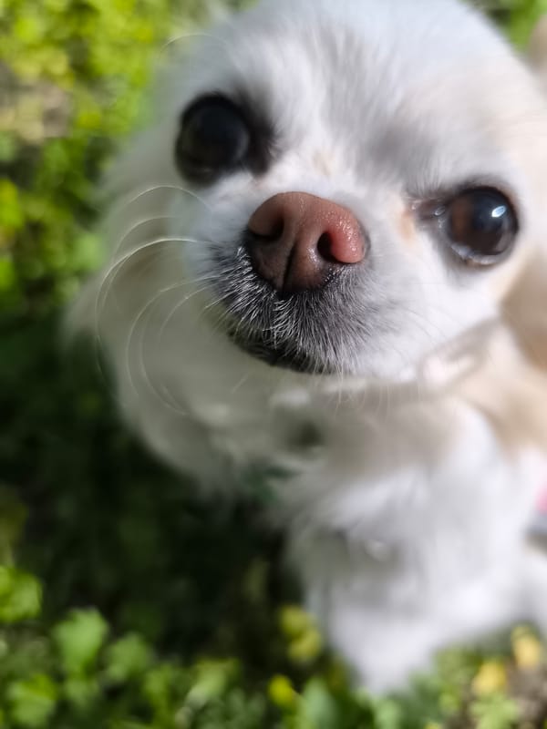 Small Chihuahua spotted in grassy area in Klaipėda