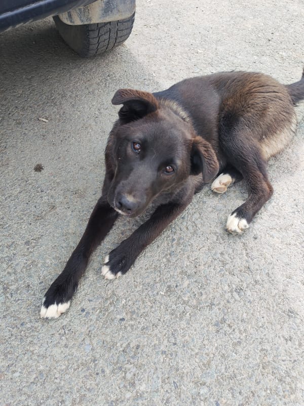 Stray dog and scribbled paper on Termal'nyy asphalt