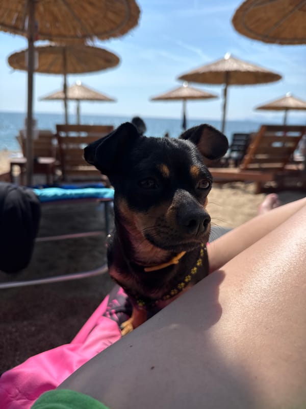 Small dogs rest on sunny beach in Nea Vrasna