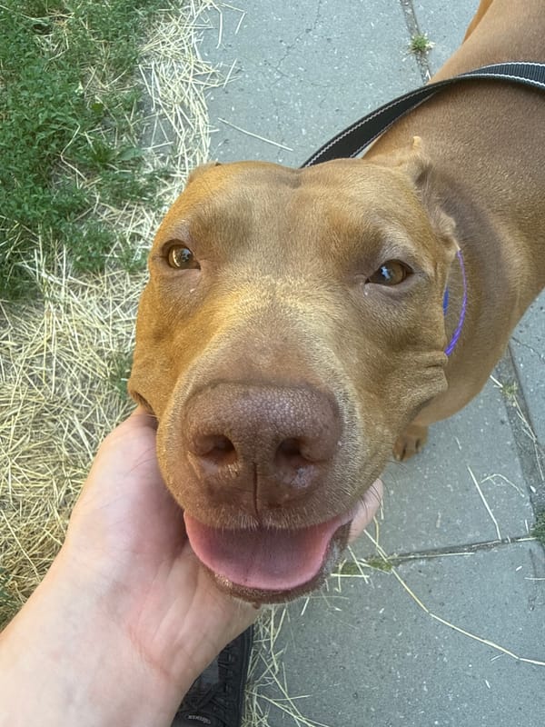 Pit bull enjoying a park outing in Zaporizhzhia