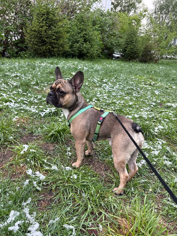Dog walker encounters patchy spring snow in Belokurikha