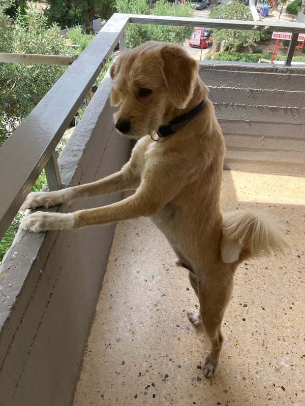 Dog rests on balcony railing during morning hours