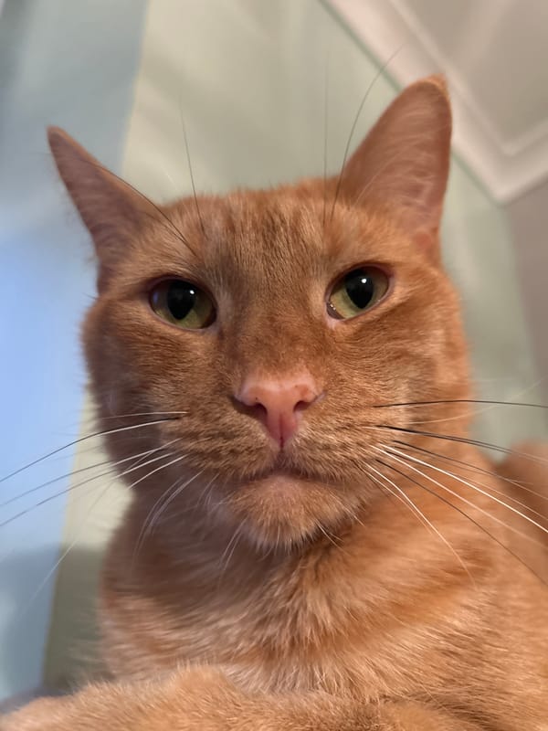 Glasgow resident documents orange cat and local landmarks