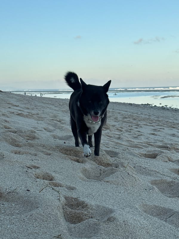 Paragliders, beach dogs, and shoreline scenes in Kuta Selatan