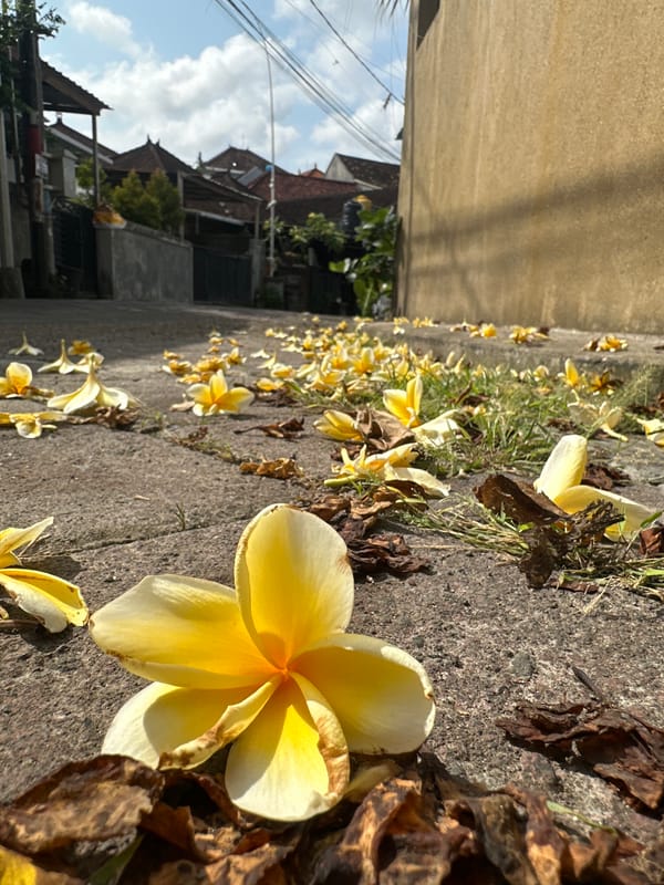 Frangipani-covered pathway in North Kuta, Bali