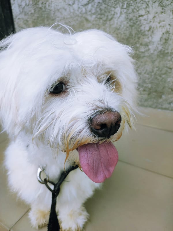 White dog photographed with owner in Abuja