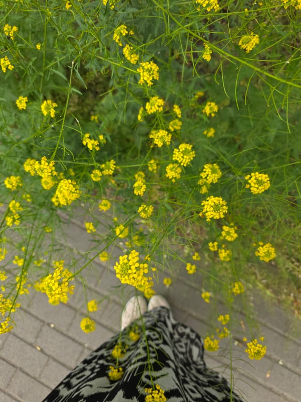 Spring blooms documented during brief Warsaw street walk