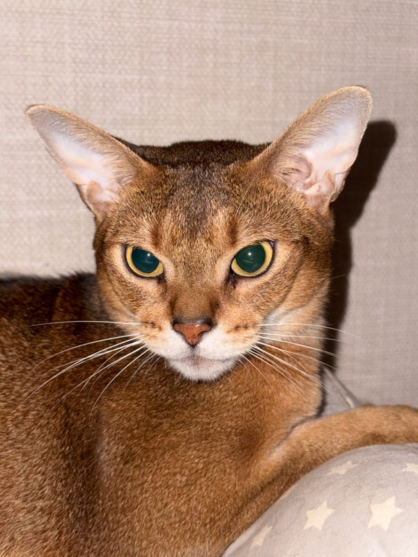 Abyssinian cat photographed multiple times in Chaikovsky home