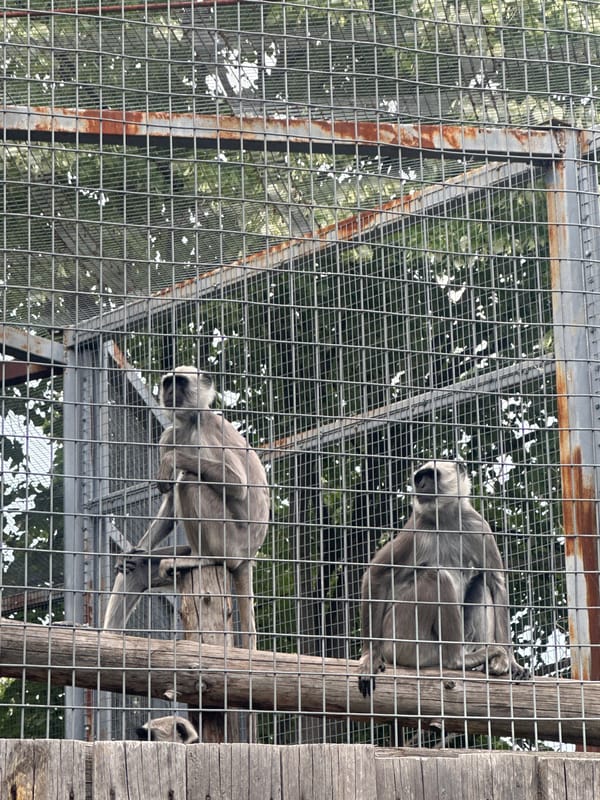 Afternoon zoo visit captures primates, swan at Sofia facilities