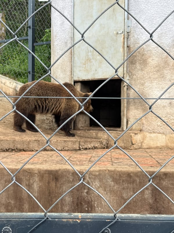 Animals observed at Stara Zagora Zoo including bears and livestock
