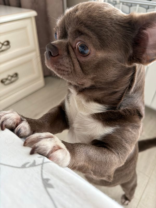 Woman's morning routine with Hello Kitty mug and Chihuahua captured