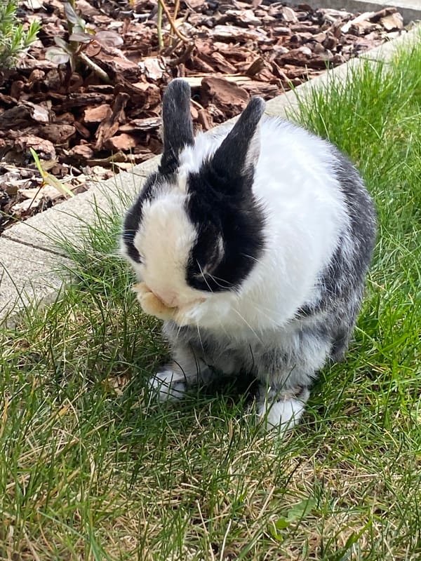Rabbit grooming session captured by witnesses in Truchtersheim France