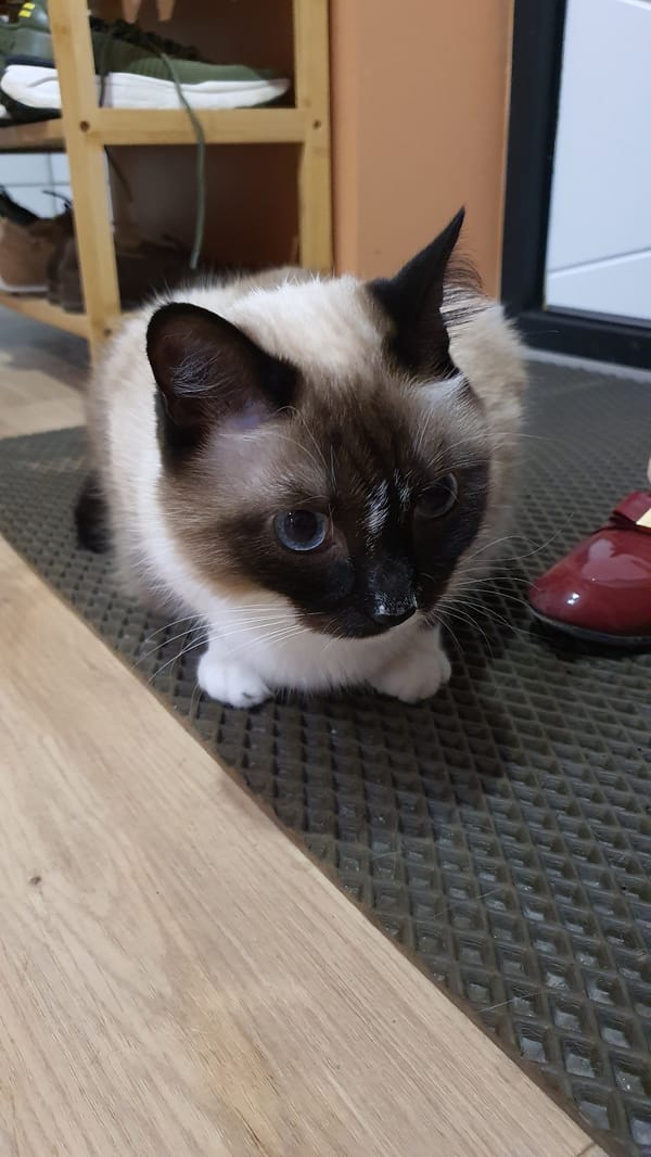 Siamese cat photographed from every angle in a Krasnoyarsk apartment