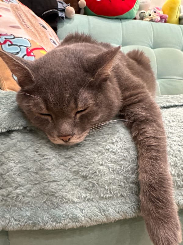 Quiet pet moments captured in Russian home