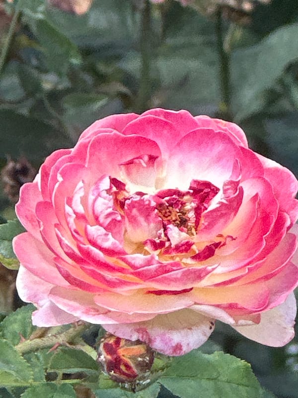 Colorful rose garden in full bloom, Lobacheve, Ukraine
