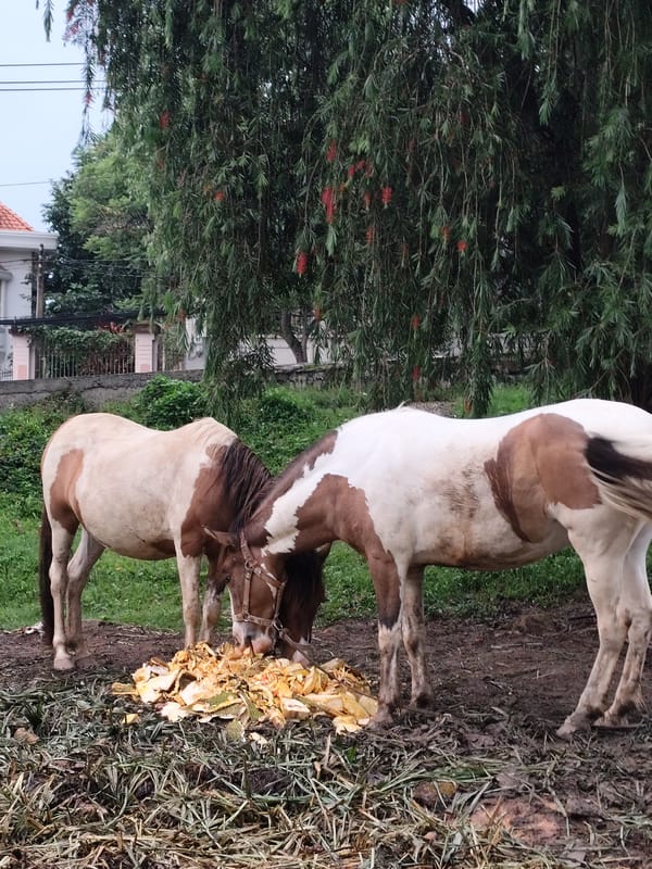 Horses feed on fruit scraps near Xuan Huong Lake, Da Lat
