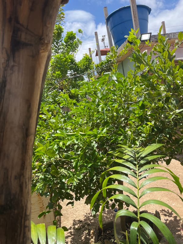 Hour-long backyard animal observations documented in Juan Griego, Venezuela