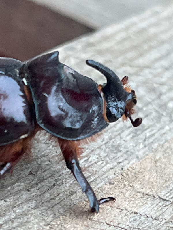 Rhinoceros beetles up close in a Russian backyard