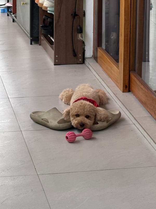 Poodle rests on sandals with toy in North Kuta home