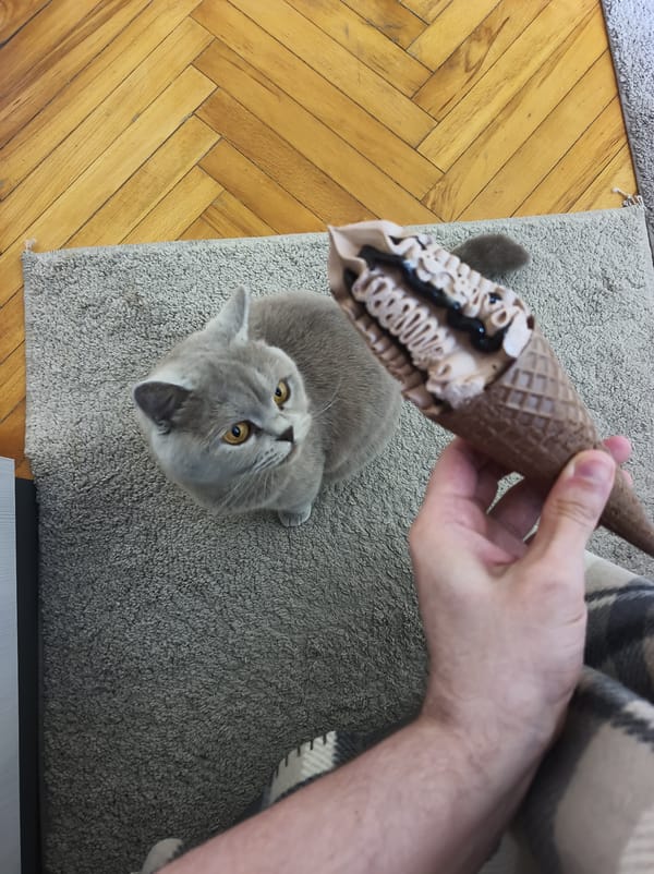 Gray British Shorthair cat observed during afternoon activities in Ternopil