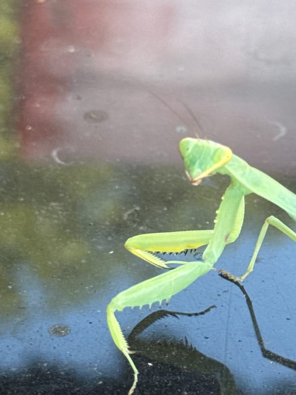 Praying mantis up close on a reflective surface in Ungheni