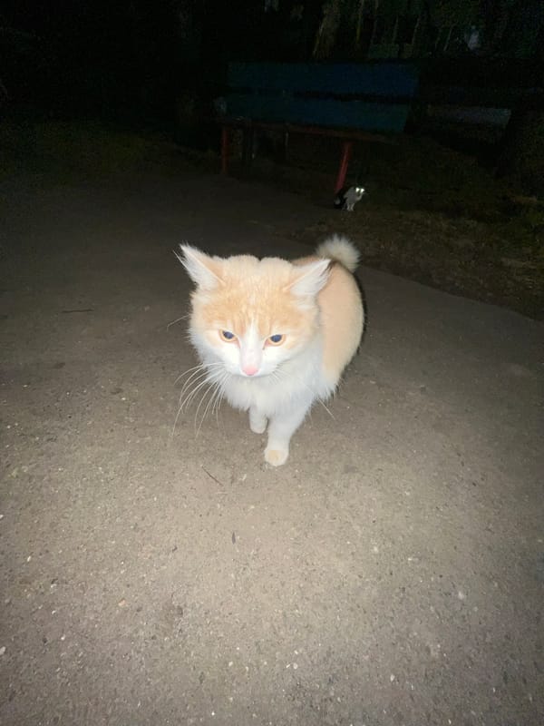 Evening life documented in Раздолье: pets, pizza, park moments