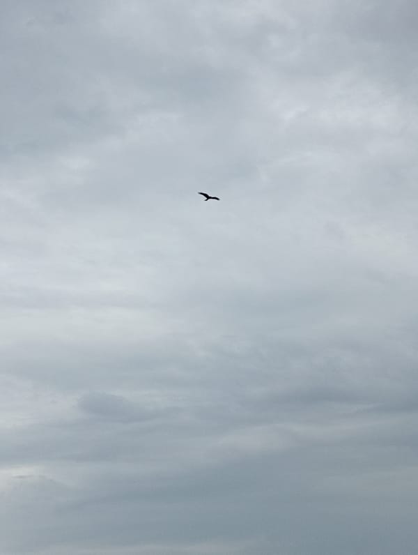 Black bird observed in rural grassland near grain elevator