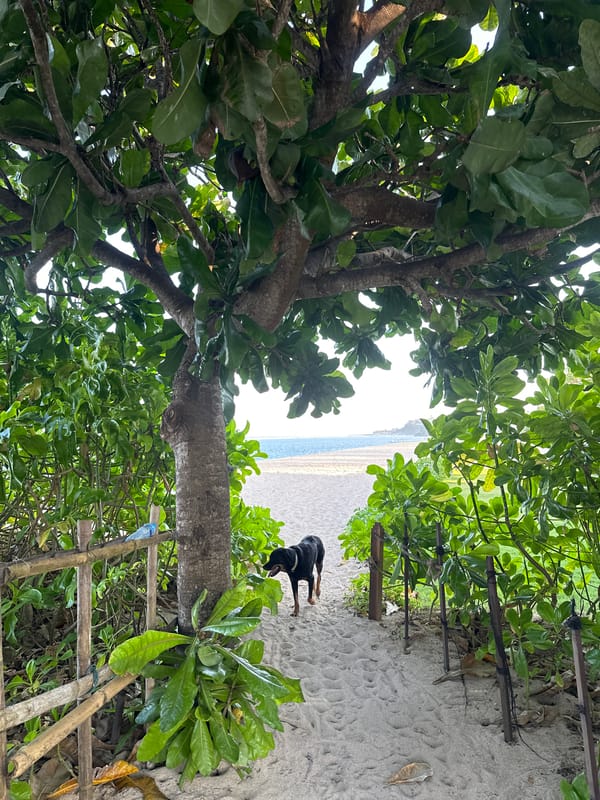 Morning beach walk with dogs captured in Kuta Selatan