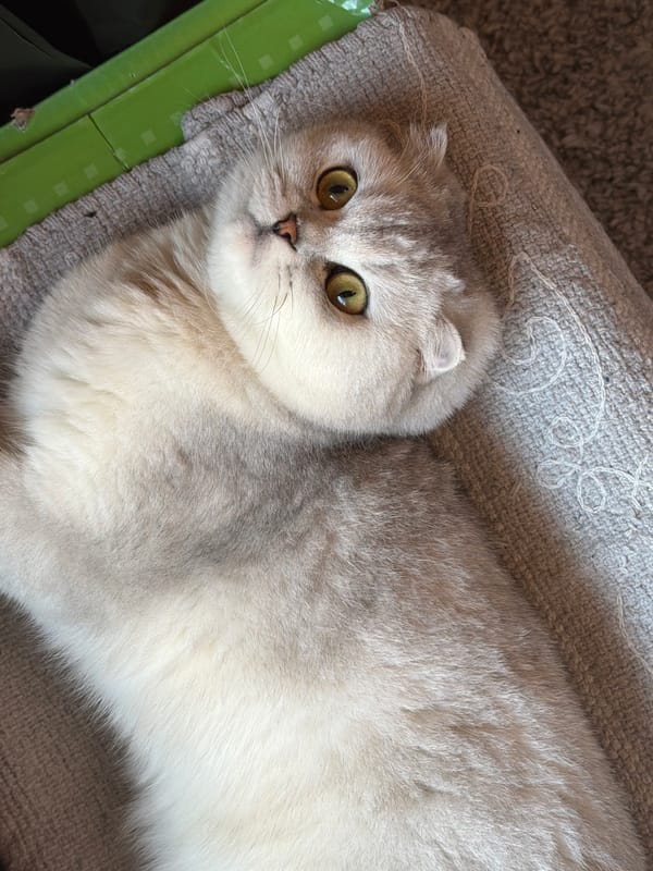 Scottish Fold cat photographed up close from multiple angles in Rome