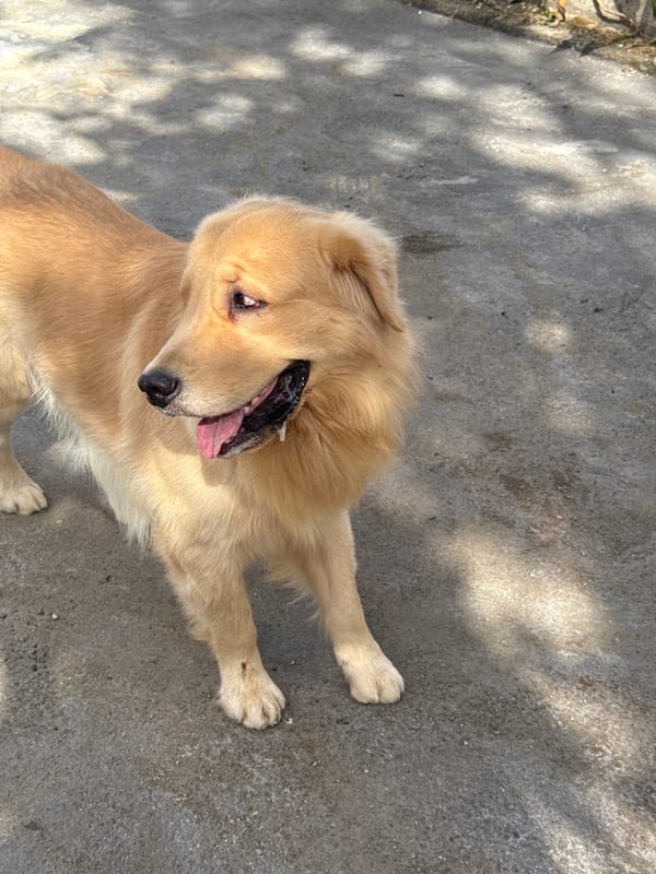 Lazy morning wander through a Kuta Selatan neighborhood, dogs and all