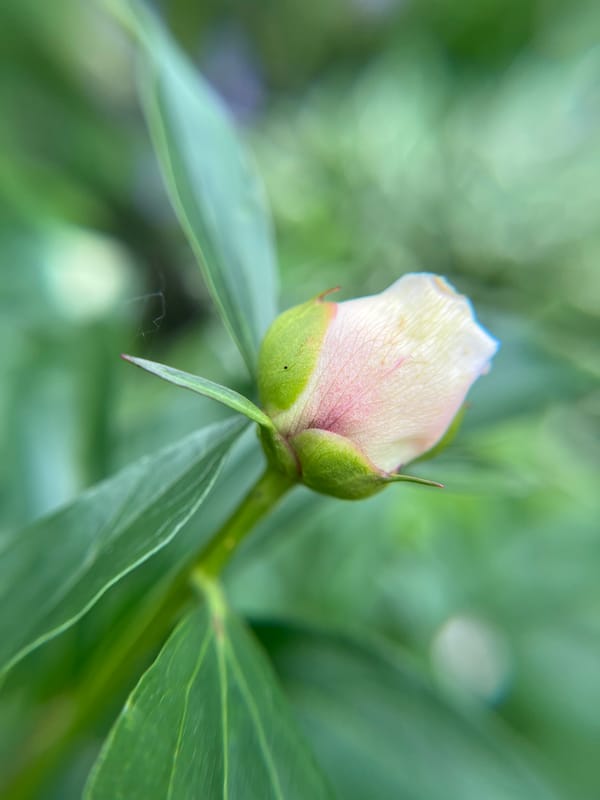Macro tour of a Tyumen garden in full summer bloom