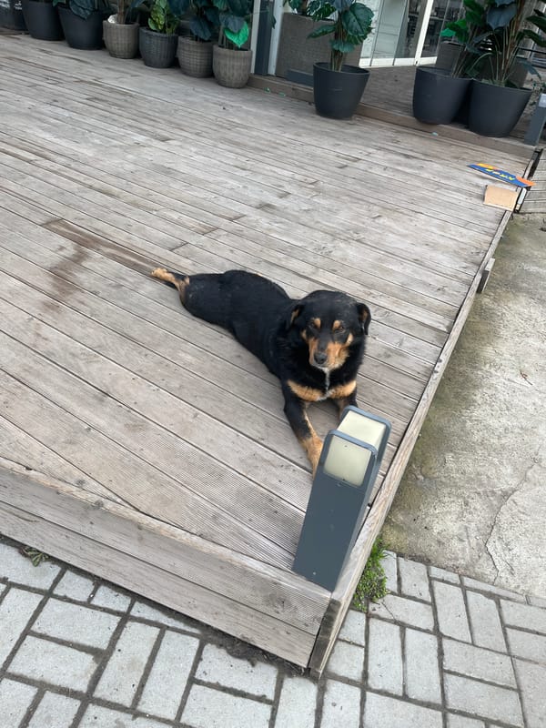 Morning scenes captured around Sofia: dog, foggy cityscape, teddy bear