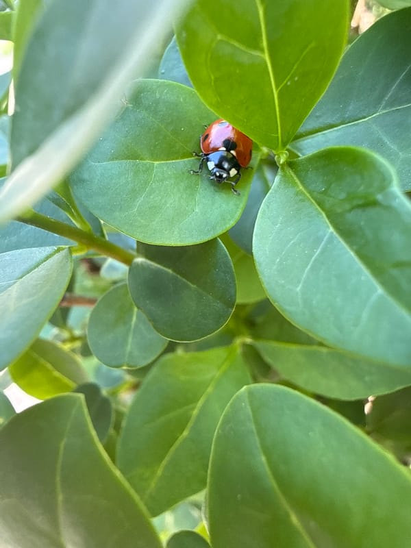 Ladybug spotted resting on leaf in dense foliage