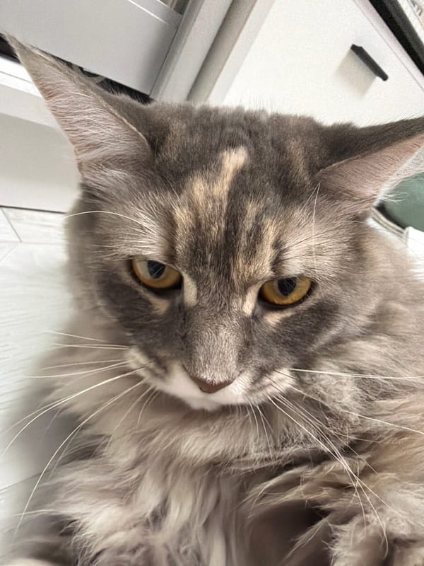 Close-up portraits of a fluffy Maine Coon cat in Izhevsk
