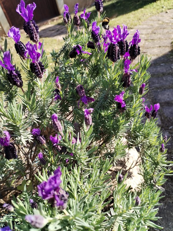 Morning garden work captures spring blooms in Italian coastal town