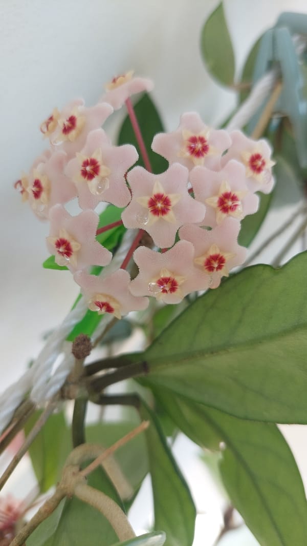 Dewy Hoya carnosa blooms up close in Büyükçekmece