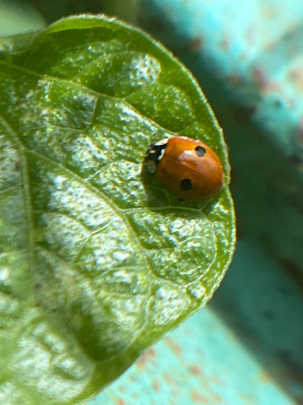 Ladybug and yellow dragonfly macro shots, Krasnyye Barrikady