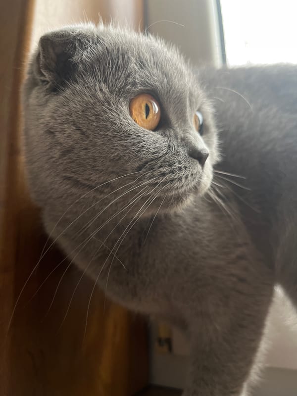 Gray cat with golden eyes photographed in Hrodna, Belarus
