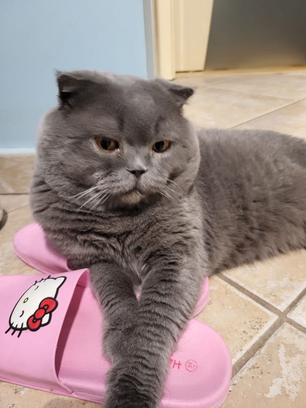 Grey cat rests head on pink Hello Kitty slipper
